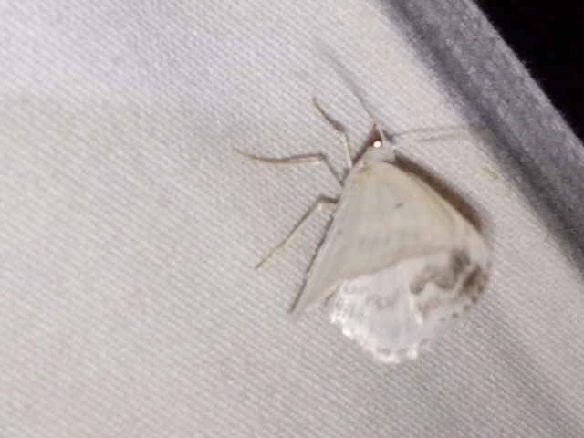 Lomographa temerata - foltos fehéraraszoló
