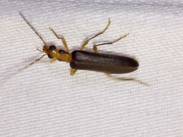 Nacerdes carniolica - karnóliai álcincér