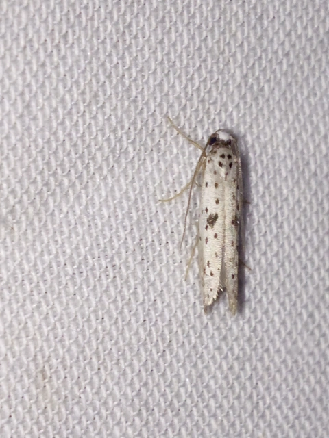 Yponomeuta plumbella - pókhálós bengemoly