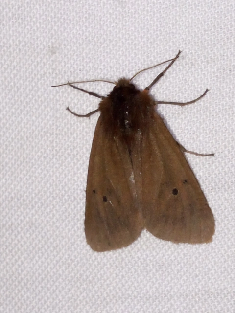 Phragmatobia fuliginosa - füstös medvelepke