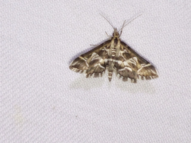 Diasemia reticularis - betűmintás tűzmoly