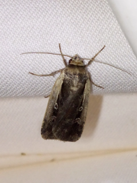 Ochropleura plecta - fehérszegélyű fűbagoly