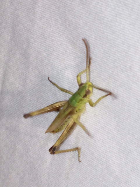 Pseudochorthippus parallelus - közönséges rétisáska