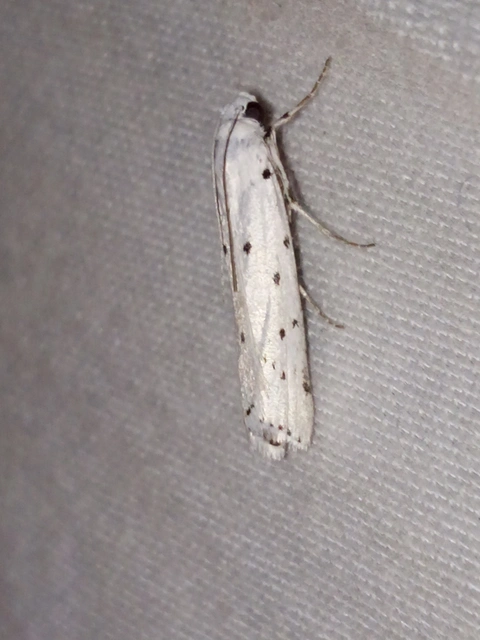Myelois circumvoluta - pettyes karcsúmoly
