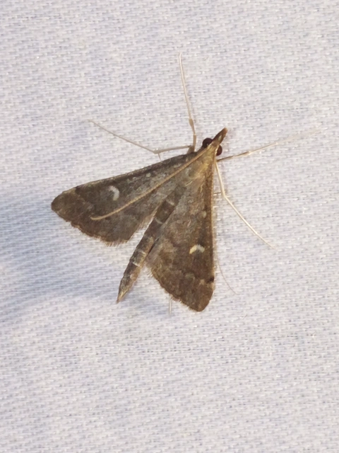 Dolicharthria punctalis - hosszúlábú tűzmoly