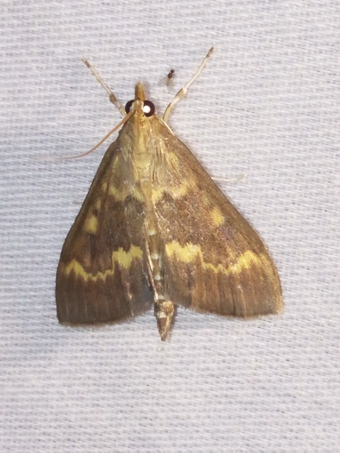 Ostrinia nubilalis - kukoricamoly
