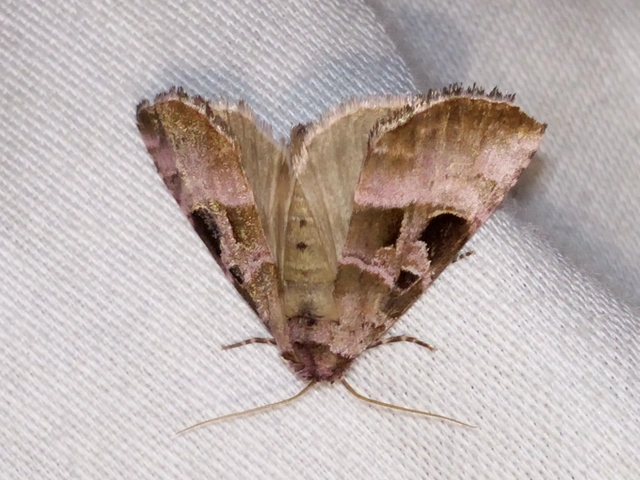 ametisztbagoly - Eucarta amethystina