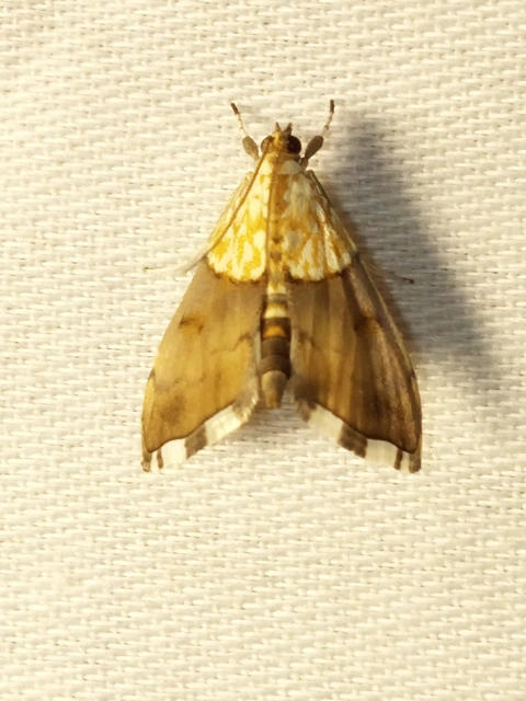 Agrotera nemoralis - ligeti tűzmoly
