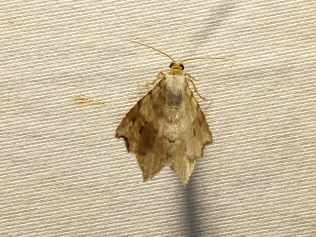 Macaria alternata - közönséges szürkearaszoló
