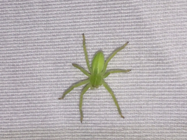 Micrommata virescens - hunyópók