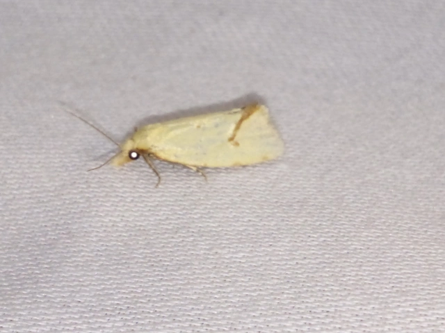 Agapeta hamana - közönséges sárgamoly