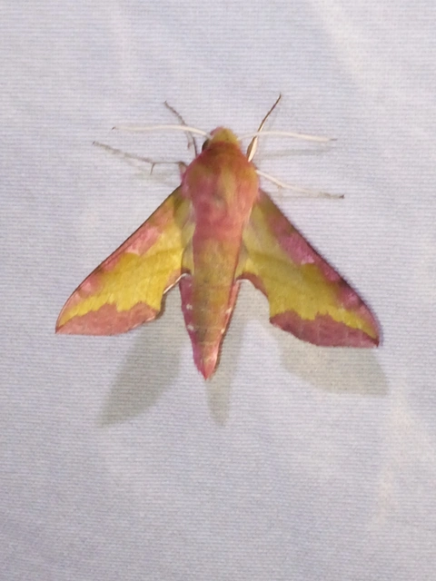 Deilephila porcellus - piros szender