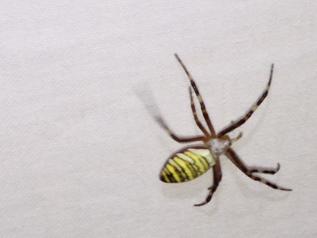 Argiope bruennichi - darázspók