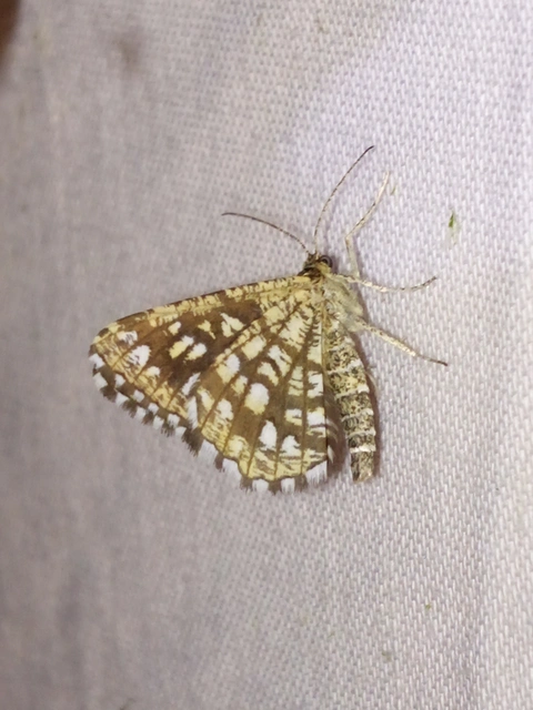 Chiasmia clathrata - rácsos rétiaraszoló