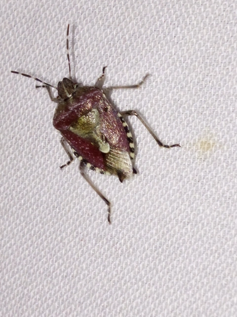Dolycoris baccarum - közönséges bogyómászó-poloska Dolycoris baccarum - közönséges bogyómászó-poloska
