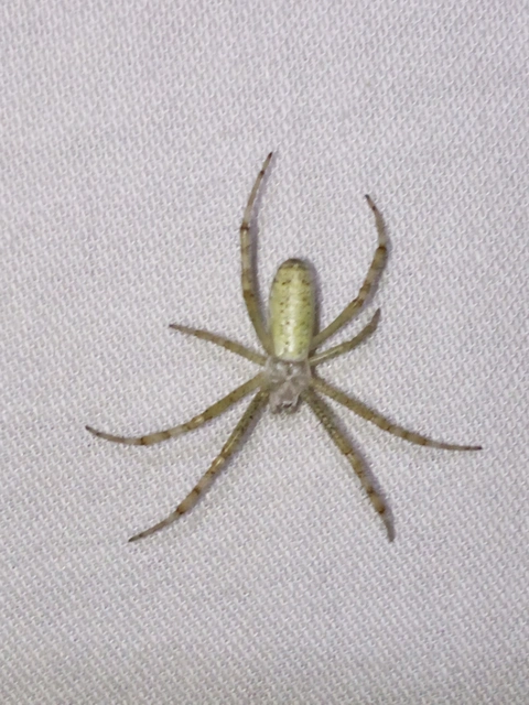 Argiope bruennichi - darázspók