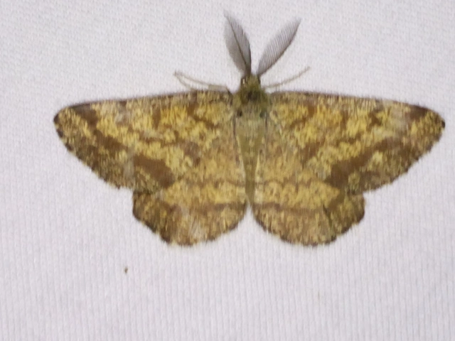 Ematurga atomaria - barna rétiaraszoló
