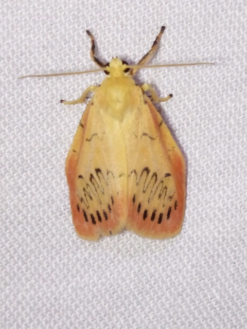 Miltochrista miniata - piros medvelepke
