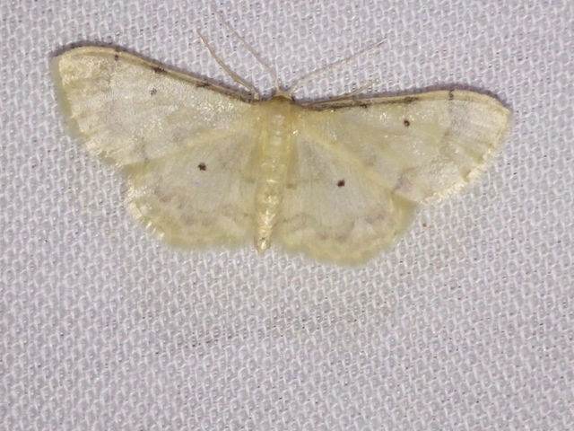 Idaea politaria - vonalas apróaraszoló