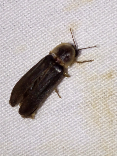 Lampyris noctiluca - nagy szentjánosbogár