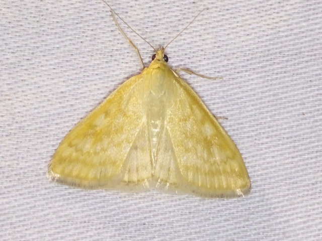 Sitochroa verticalis - világossárga dudvamoly