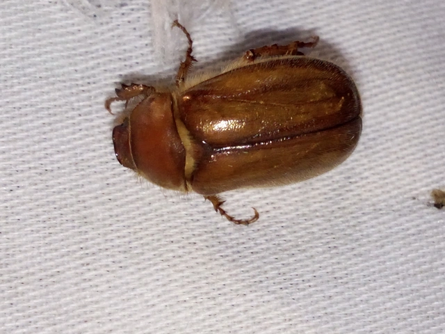 Amphimallon burmeisteri