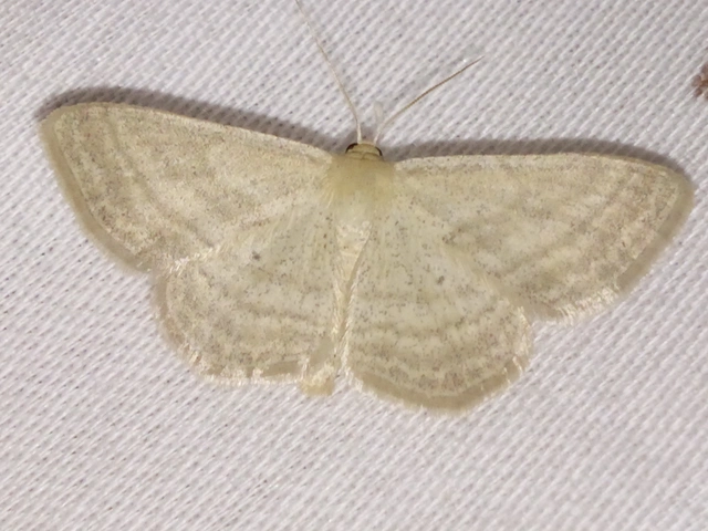 Scopula virgulata - vesszős sávosaraszoló