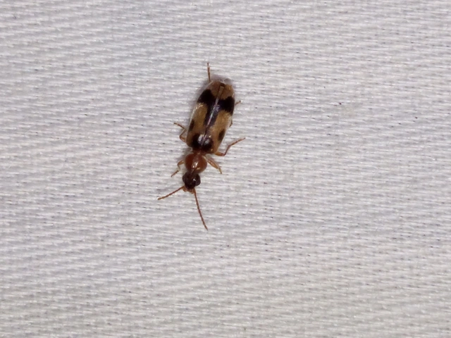 Notoxus monoceros - sárgahasú nyakszarvúbogár