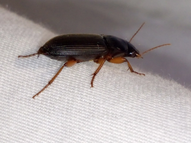 Harpalus rufipes - nagy selymesfutó