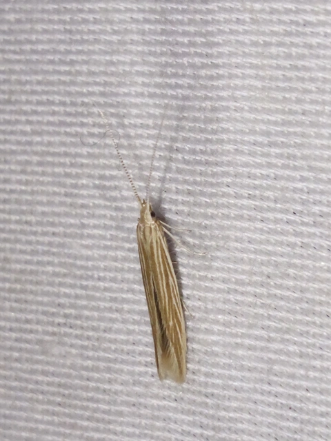 Coleophora