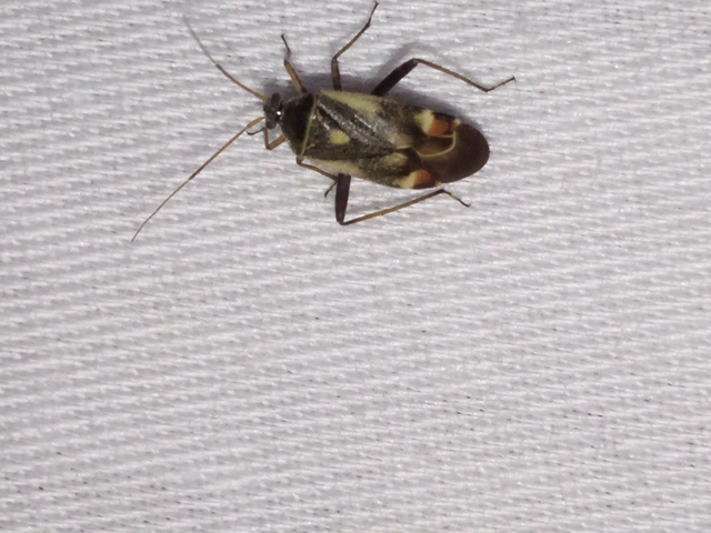 Polymerus