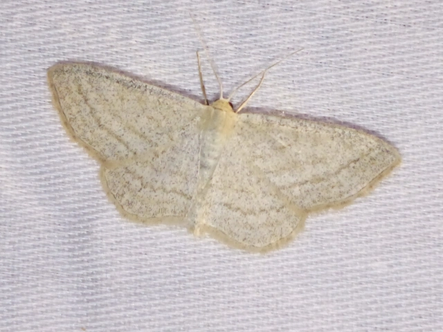 Scopula virgulata - vesszős sávosaraszoló