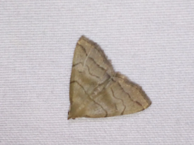 Herminia tarsicrinalis - szőröslábú karcsúbagoly