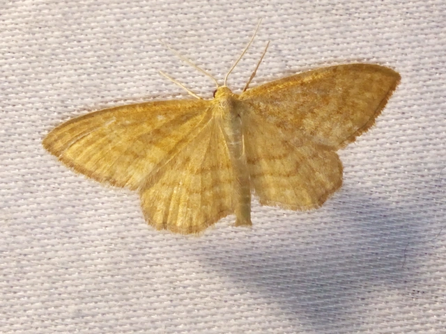 Idaea ochrata - okkerszínű sávosaraszoló