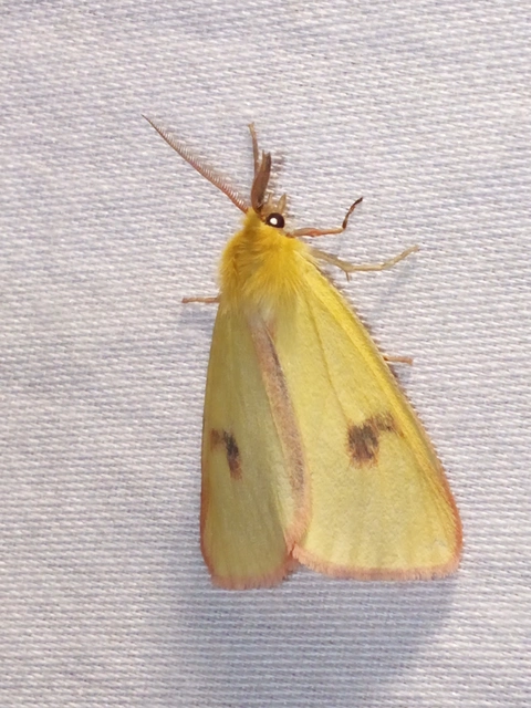Diacrisia sannio - vörösszélű medvelepke