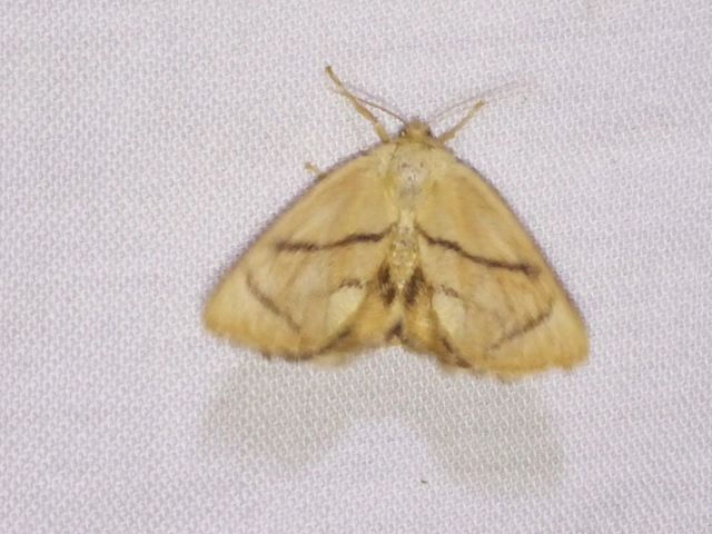 Apoda limacodes - kagylólepke