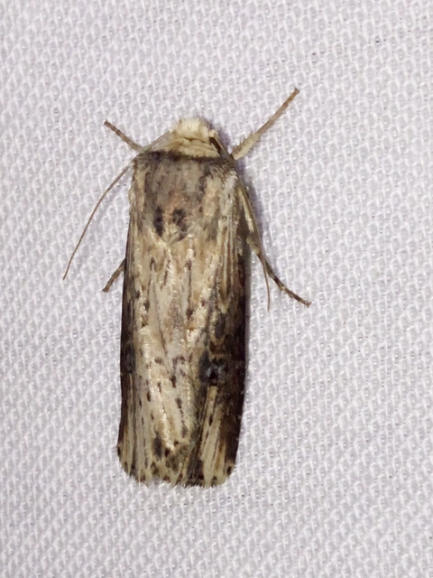 Axylia putris - vonalkás földibagoly