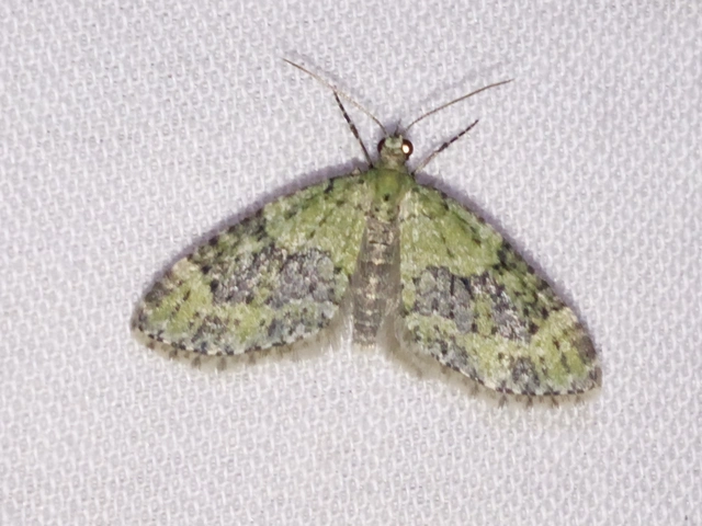 feketezöld araszoló - Acasis viretata