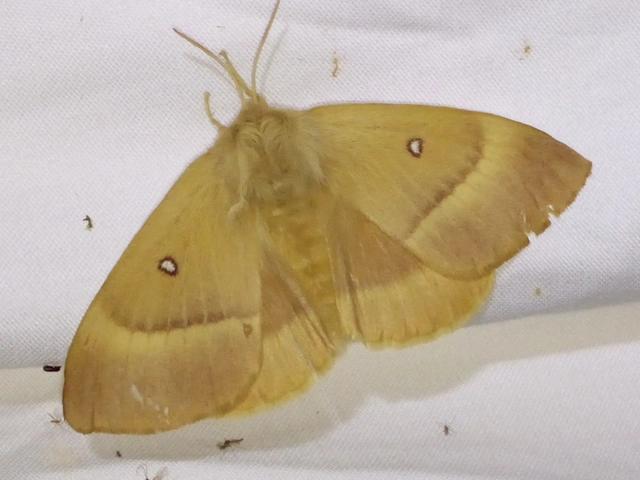 Lasiocampa quercus - tölgyfaszövő