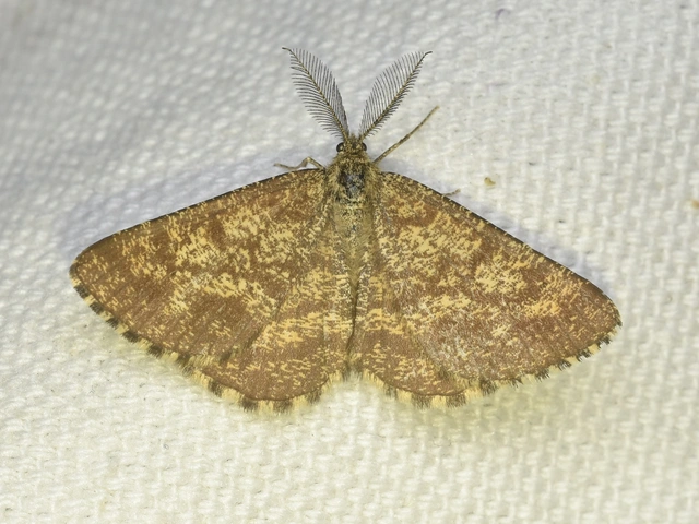 Ematurga atomaria - barna rétiaraszoló