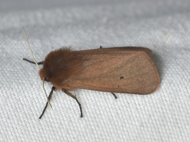 Phragmatobia fuliginosa - füstös medvelepke