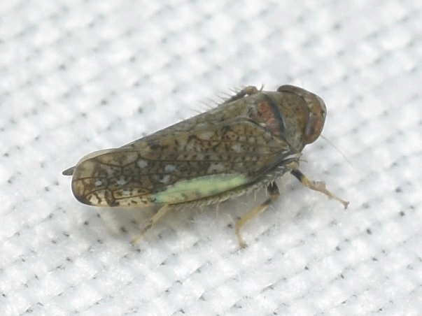 Orientus ishidae