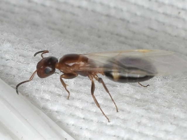 Colobopsis truncata - kapushangya