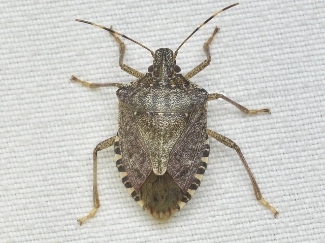 Halyomorpha halys - ázsiai márványospoloska
