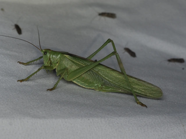 Tettigonia viridissima - zöld lombszöcske