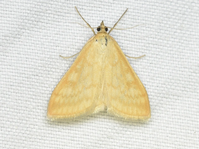 Sitochroa verticalis - világossárga dudvamoly