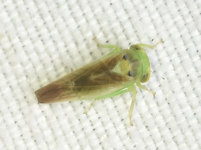Populicerus