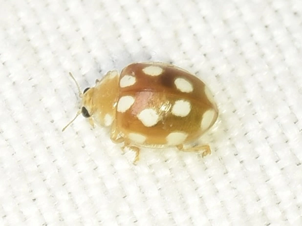 Vibidia duodecimguttata - tizenkétcseppes füsskata