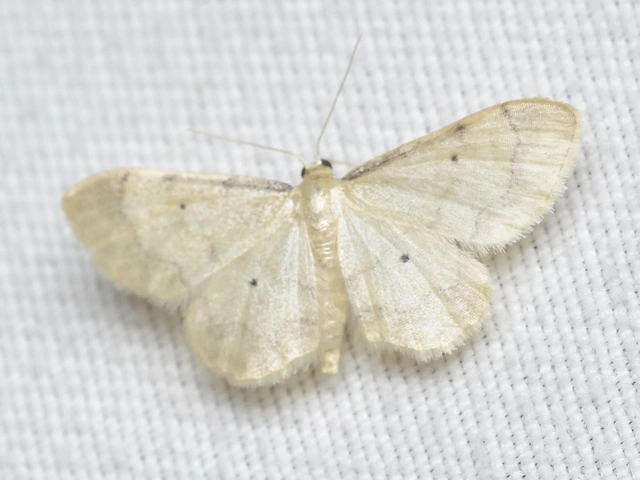 Idaea politaria - vonalas apróaraszoló