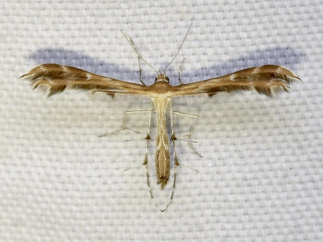 Pterophoridae - tollasmolyfélék